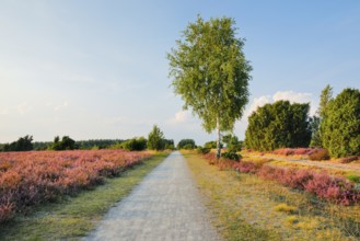 Tree-lined country lane in the middle of the blooming SÃ¼dheide, Lower Saxony, Germany