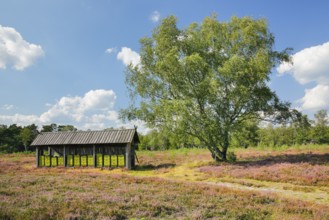Beehives in the middle of the blooming LÃ¼neburg Heath, Lower Saxony, Germany