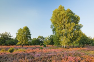 Birch trees in the blooming LÃ¼neburg Heath, Lower Saxony, Germany