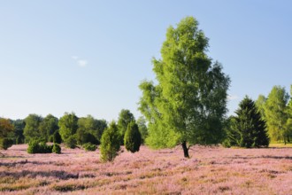 Birches and junipers in the blooming LÃ¼neburg Heath, Lower Saxony, Germany