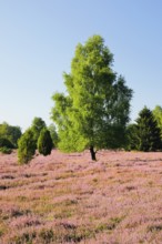 Birches and junipers in the blooming LÃ¼neburg Heath, Lower Saxony, Germany