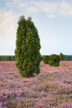 Juniper trees in the blooming southern heath near Schmarbeck, Lower Saxony, Germany