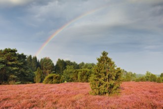 Rainbow over the juniper forest in the blooming southern heath near Schmarbeck, Lower Saxony,