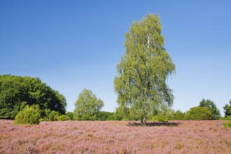 Large birch tree in the blooming LÃ¼neburg Heath, Lower Saxony, Germany