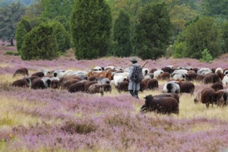 Heidschnucke moorland sheep feeding in the middle of the blooming LÃ¼neburg Heath, Lower Saxony,