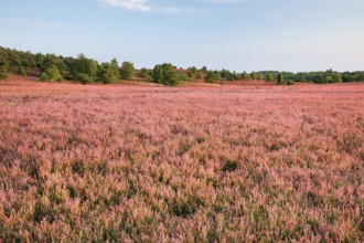 Trees and blooming heath at the foot of the Wilseder Berg, . LÃ¼neburg Heath nature park Park,
