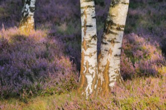 Birch trunks and blooming heather in the Osterheide, LÃ¼neburg Heath, Lower Saxony, Germany