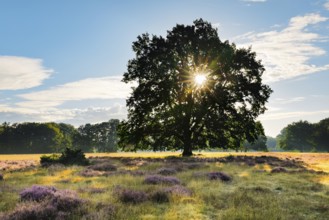 Sun shining through the branches of a large oak tree in the blooming LÃ¼neburg Heath, Lower Saxony,