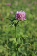 Flowering meadow clover