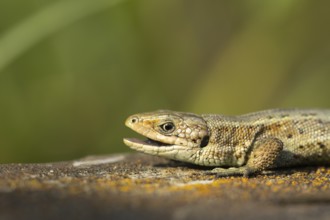 Common lizard (Zootoca vivipara) adult reptile with its mouth open on a wooden sleeper, England,