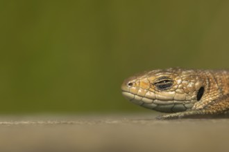 Common lizard (Zootoca vivipara) adult reptile sleeping on a wooden sleeper, England, United