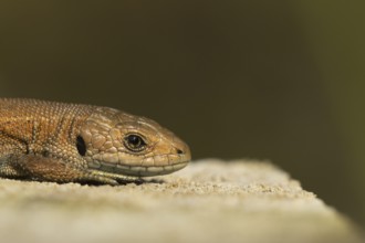Common lizard (Zootoca vivipara) adult reptile resting on a wooden sleeper, England, United Kingdom