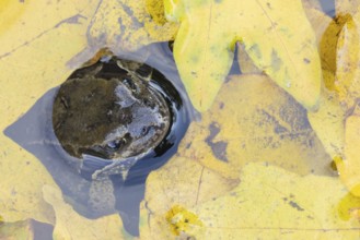 Common frog (Rana temporaria) adult amphibian in a garden pond with fallen autumn leaves on the