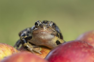 Common frog (Rana temporaria) adult amphibian on fallen fruit apples in a garden in summer,