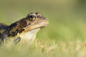 Common frog (Rana temporaria) adult amphibian on a garden grass lawn, England, United Kingdom