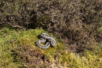 European adder snake (Vipera berus) adult reptile basking on moss, England, United Kingdom
