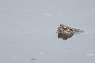 Common toad (Bufo bufo) adult amphibian in a pond, England, United Kingdom