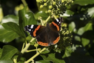 Red admiral butterfly (Vanessa atalanta) adult insect feeding on Ivy (Hedera helix) flowers in