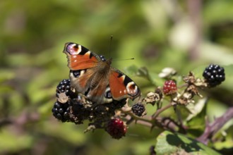 Peacock butterfly (Aglais io) adult insect feeding on blackberries fruit in summer, England, United