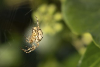 European garden spider (Araneus diadematus) adult in its spiders web, England, United Kingdom
