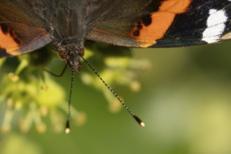 Red admiral butterfly (Vanessa atalanta) adult insect head portrait in summer, England, United