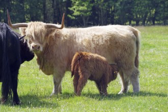 Highland cattle stand in a green meadow while the calf drinks from its mother. Tranquil rural scene