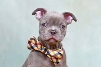 Portrait of healthy Chondrodysplasia free French Bulldog dog puppy with bow tie in front of studio