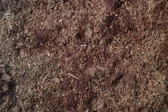 Close-up of coconut coir soil texture for sustainable gardening