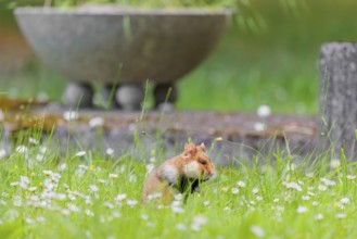 A European hamster (Cricetus cricetus) collects herbs, grass and daisies in a fresh green meadow.