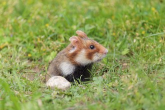 A European hamster (Cricetus cricetus) leaves his burrow