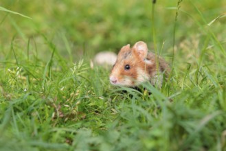 A European hamster (Cricetus cricetus) sits in a green meadow next to its burrow on a cloudy day