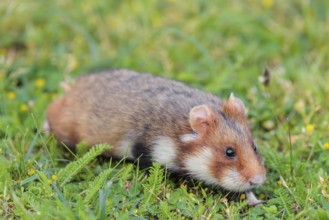 A European hamster (Cricetus cricetus) runs across a green meadow on a cloudy day