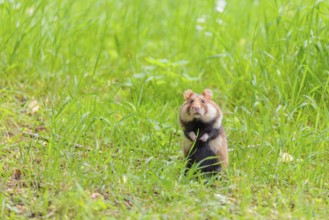 A European hamster (Cricetus cricetus) sits in a green meadow on a cloudy day