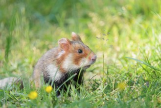A European hamster (Cricetus cricetus) sits in a green meadow on a sunny day