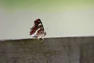 Land carder (Araschnia levana), summer generation, closed wings, The butterfly sits with folded