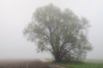 Foggy mood in November... old willow (Salix p.) in wet and cold autumn, field copse in hazy cloudy