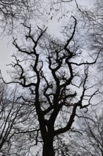 Silhouette of a tall English oak... Oak (Quercus robur), German oak, view into the crown of an old,