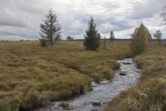 Moor waters... High Fens (Eifel, Hocheifel), the Hill, a small mountain stream runs through the