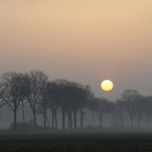 Morning atmosphere... Idyll on the Lower Rhine early in the morning, sunrise over an avenue of