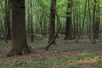 Spring forest... Natural forest, natural mixed oak-beech forest, pure, original deciduous forest,