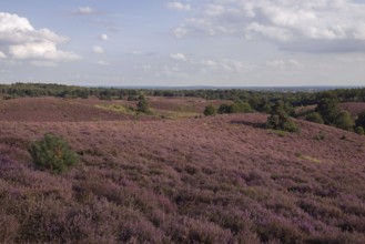 Distant view over blooming heath... Veluwe (Posbank), purple heathland stretching over rolling