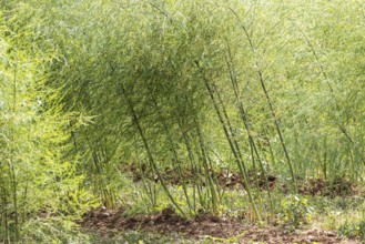 Common asparagus (Asparagus officinalis) in a field in the Heilbronn district in summer. Talheim,
