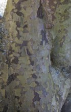 Persian ironwood (Parrotia persica), tree bark, district educational garden, Burgsteinfurt,