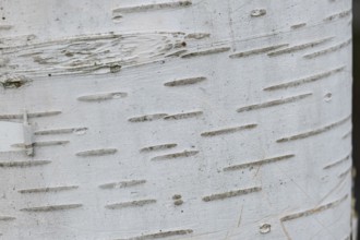 Trunk of a silver birch (Betula pendula), background, texture, MÃ¼nsterland, North