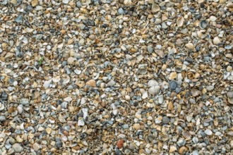 Shell gravel as paving, background, texture, Netherlands