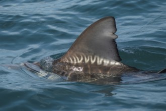 Close up of shark fin breaking ocean surface. Generative ai, AI generated