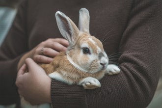 Person holding cute pet bunny in arms. Symbol of animal care and gentle companionship. Generative