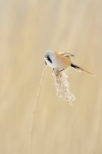 Bearded Tit (Panurus biarmicus) in spring, adult male in splendour dress, summer dress, sits on a