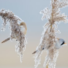 Bearded tits (Panurus biarmicus) in winter, pair, couple, males and females in their splendid
