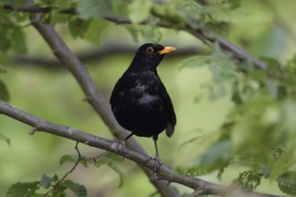 Blackbird (Turdus merula) sits in bushes, in a tree, green, natural background, typical